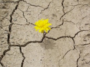 fiore20nel20deserto